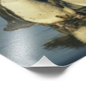 Impression Photo Manchots de Magellan, Spheniscus (Coin)