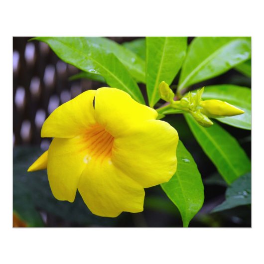 Impression Photo Mandevilla jaune soleil (Devant)