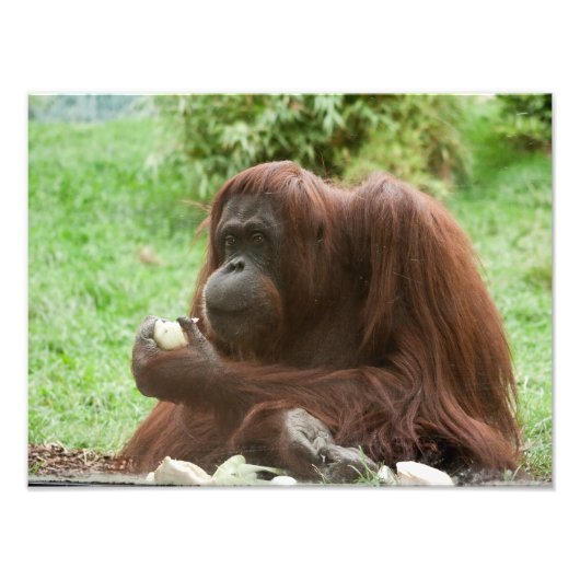 Impression Photo Manger Orang-outan (Devant)