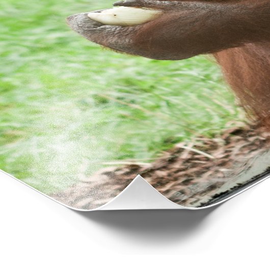 Impression Photo Manger Orangutan (Coin)