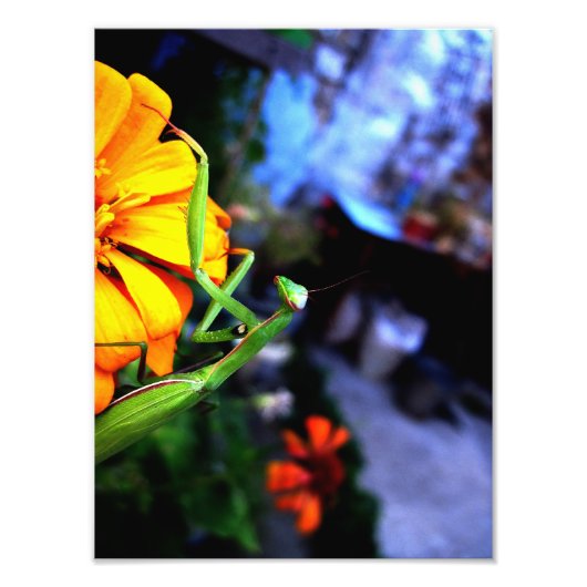 Impression Photo mante (Devant)