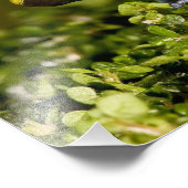 Impression Photo Mantella, Mantella expectata, (Coin)