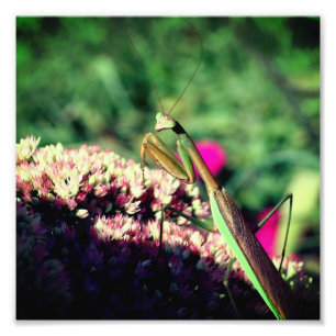 Impression Photo Mantis De Prière Sur Fleur Sedum Fermer 8x8