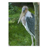 Impression Photo Marabou (Devant)