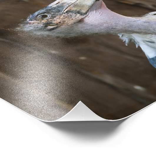 Impression Photo Marabou Stork (Coin)