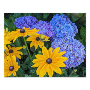 Impression Photo Marguerite à œil noir et Hydrangea Bleu Floral