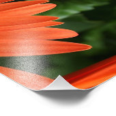 Impression Photo marguerite gerbère orange (3 sur 3) (Coin)