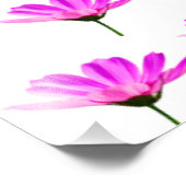 Impression Photo Marguerite rose (Coin)