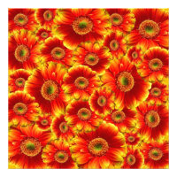 Marguerites de Gerbera jaune et orange