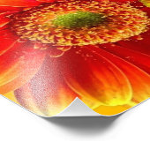 Impression Photo Marguerites de Gerbera jaune et orange (Coin)