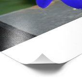 Impression Photo Marguerites peintes en bleu (Coin)