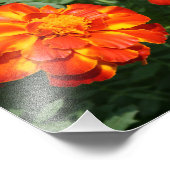 Impression Photo Marigold (Coin)