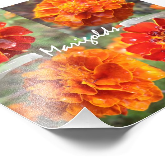 Impression Photo Marigolds (Coin)