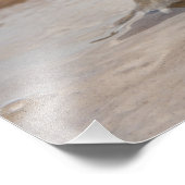 Impression Photo Marina de Cane Toad Rhinella, anciennement Bufo (Coin)