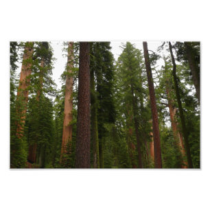 Impression Photo Mariposa Grove dans le parc national de Yosemite