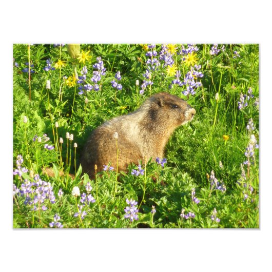 Impression Photo Marmot dans le Mont Rainier Fleurs sauvages (Devant)
