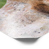 Impression Photo Marmotte à ventre jaune, Marmota flaviventris, (Coin)