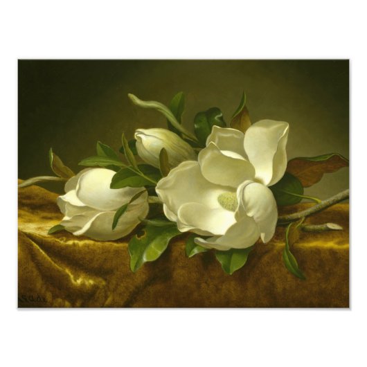 Impression Photo Martin Johnson Heade - Magnolias sur Gold Velvet (Devant)