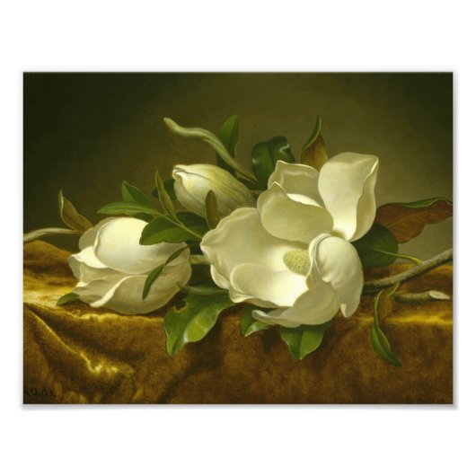 Impression Photo Martin Johnson Heade - Magnolias sur Gold Velvet (Devant)