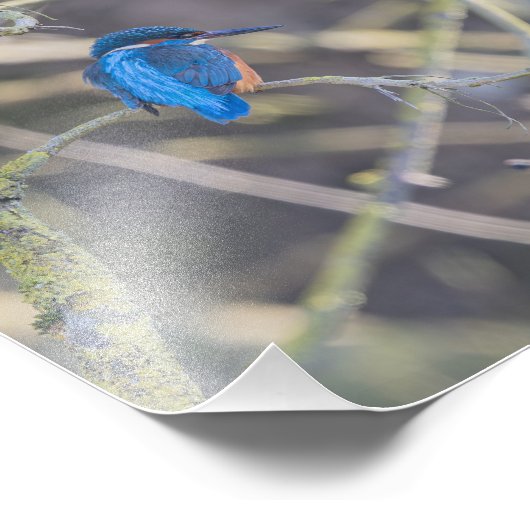 Impression Photo Martin-pêcheur (Coin)