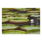 Impression Photo Maurice, Pamplemousses, SSR Botanique (Devant)