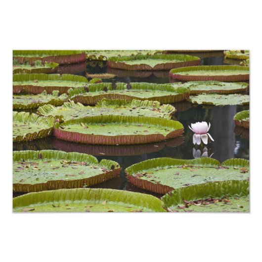 Impression Photo Maurice, Pamplemousses, SSR Botanique (Devant)