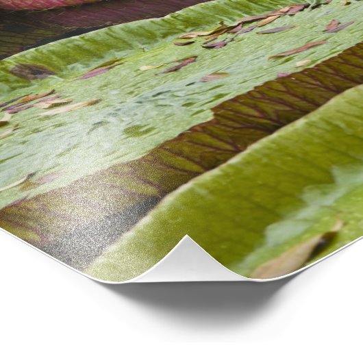 Impression Photo Maurice, Pamplemousses, SSR Botanique (Coin)