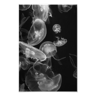 Impression Photo Méduses sous-marines