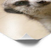 Impression Photo Meerkat (Coin)