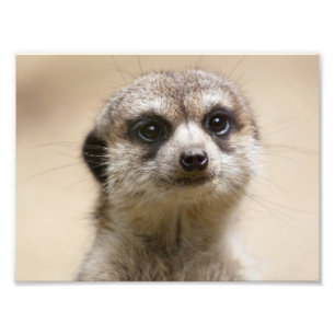 Impression Photo Meerkat