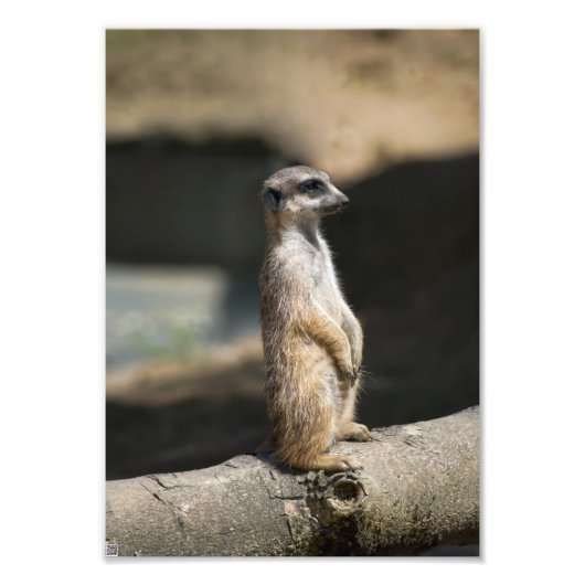 Impression Photo Meerkat (Devant)