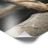 Impression Photo Meerkat (Coin)