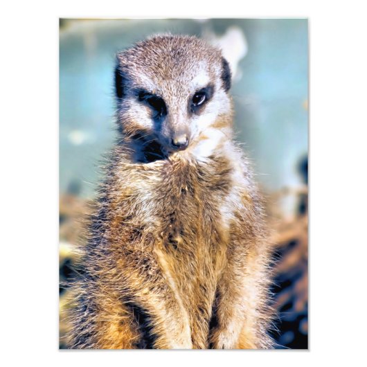 IMPRESSION PHOTO MEERKAT (Devant)