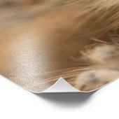 Impression Photo Meerkat_20170901_by_JAMFoto (Coin)