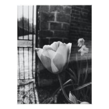 meilleures affiches photos de fleurs en noir et bl
