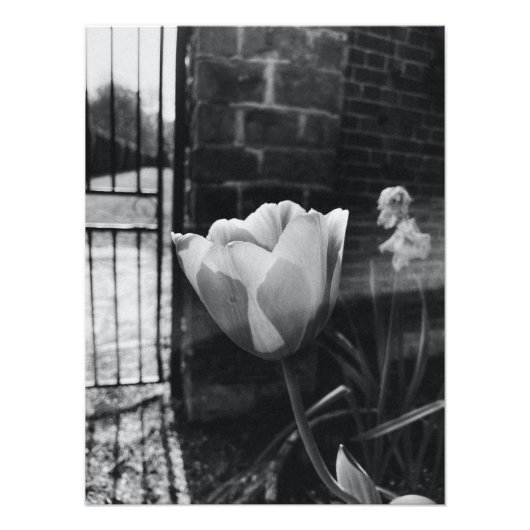 Impression Photo meilleures affiches photos de fleurs en noir et bl (Devant)