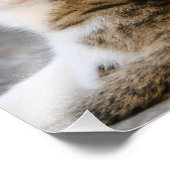 Impression Photo Mère Chat aime Cute Kitten - Paperprint (Coin)