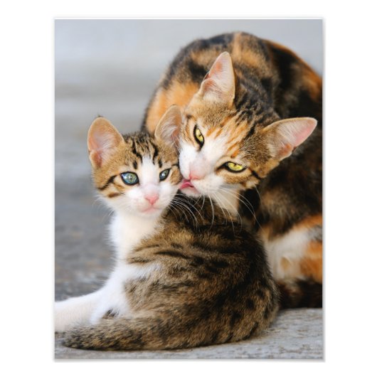 Impression Photo Mère Chat aime Cute Kitten - Paperprint (Devant)