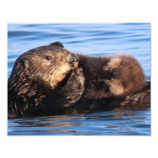 Impression Photo Mère loutre de mer et adorable bébé