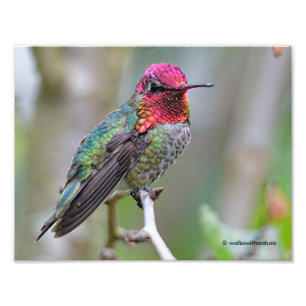 Impression Photo Merveilleux colibri d'Anna masculine sur le prunie