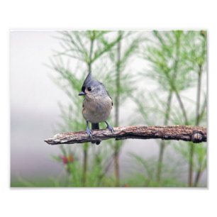 Impression Photo Mésange tuftée