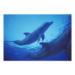 Impression Photo Mexique, Cozumel. Dauphin à gros nez, Tursiops