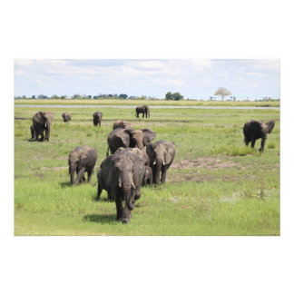 Impression Photo Migration des éléphants