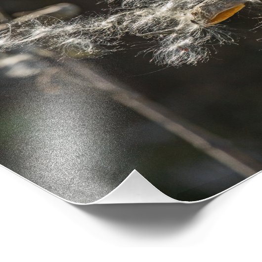 Impression Photo Milkweed (Coin)