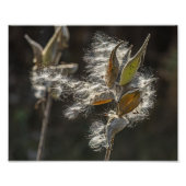 Impression Photo Milkweed (Devant)