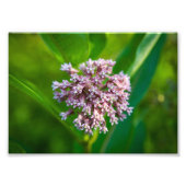 Impression Photo Milkweed — (Devant)