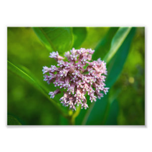 Impression Photo Milkweed —