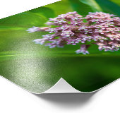 Impression Photo Milkweed — (Coin)