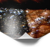 Impression Photo Millipede Spiral (Coin)