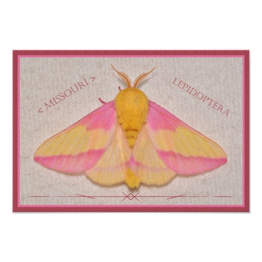 Impression Photo Missouri Rosy Maple Moth Deluxe. (Devant)